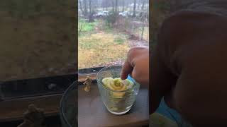 Stop throwing them away regrow celery in your windowsill