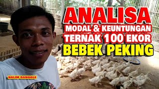 Lumayan ! Analisa Modal dan Keuntungan ternak 100 ekor bebek Peking. 35 hari panen