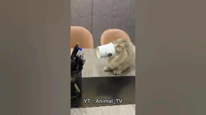 Video 3493791: cutecat cutekitten, cutecat animals, cat cute funny
