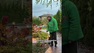 Как подготовить рододендроны к зиме? #рододендрон #подготовкакзиме #садоводство #уходзасадом