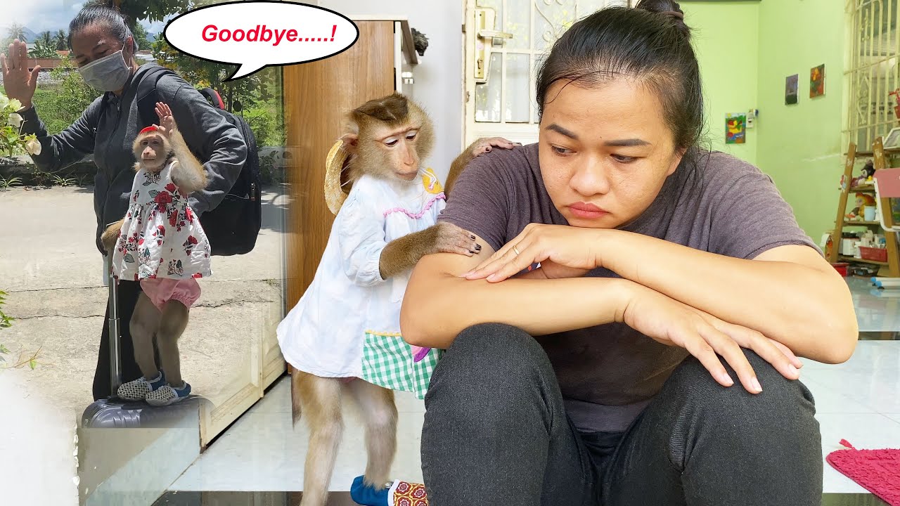 Полное видео: Обезьянка Лили завершает свое путешествие в любимом доме и к соседям