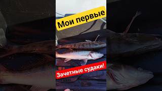 СУДАКИ - ЗАЧЕТ /// ЗИМНИЙ ЛОВ #популярное #топ #рыбалка #судак #тренды