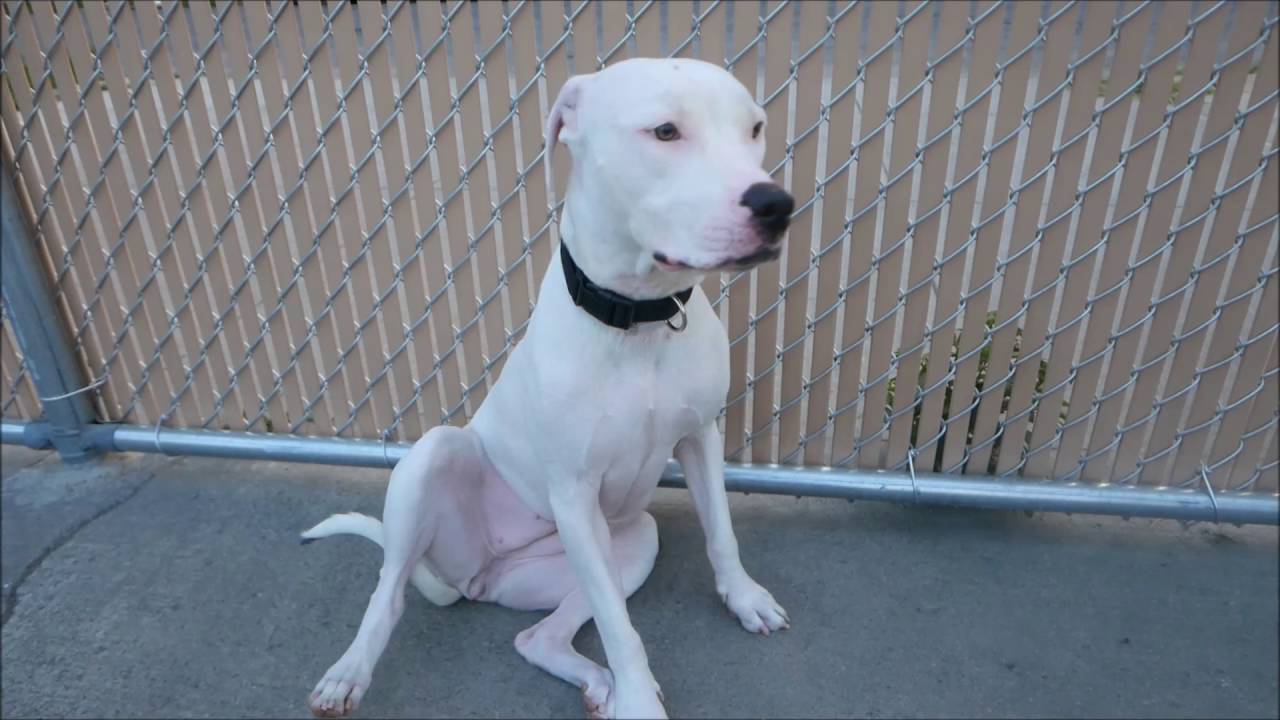 Snow - A1081954 - Brooklyn ACC camera iphone 8 plus apk