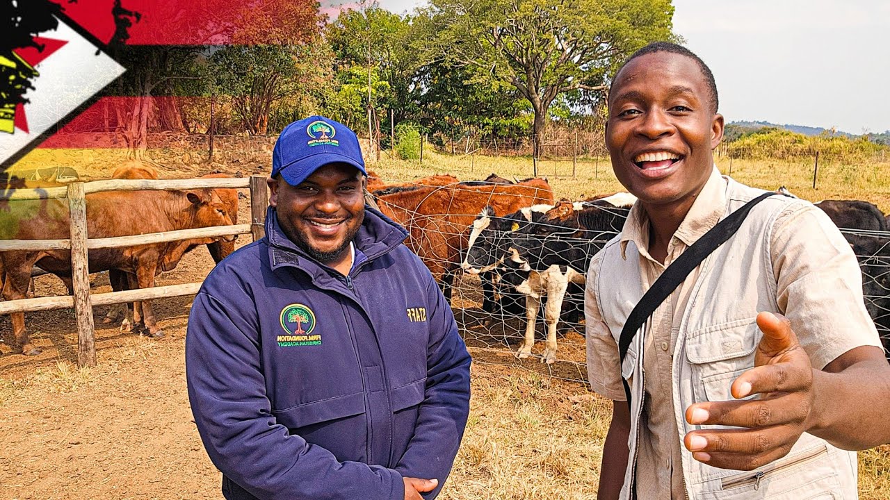 From Australia to Making Thousands of Dollars in Zimbabwe Doing DAIRY FARMING (selling Bulls ONLY)