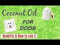 🥥 Coconut Oil for Dogs, Benefits and how to use it, CDT I Lorentix