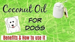Coconut Oil for Dogs, Benefits and how to use it, CDT I Lorentix