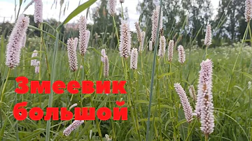 Горец змеиный ( Змеевик большой). Дикорастущее лекарственное растение!