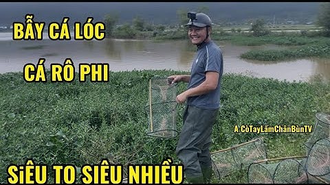 BẪY CÁ LÓC , CÁ RÔ PHI ,RÔ ĐỒNG SIÊU NHIỀU P1 @ACò_TayLấmChânBùnTV