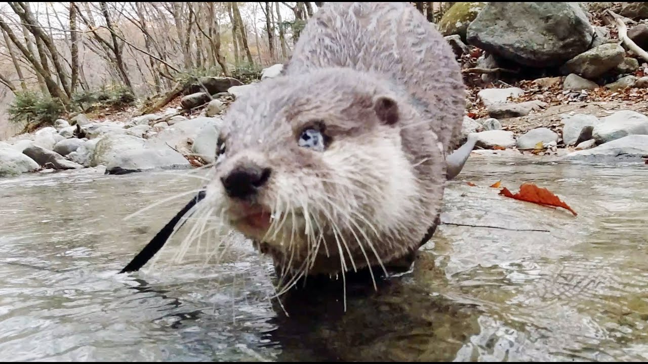 🐾カワウソaty