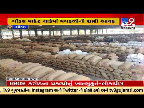 Groundnut yields good income in the Gondal market yard ; 20 Kilos rate Rs 1000 to 1350 | TV9News