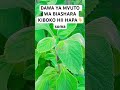 DAWA YA MVUTO KIBOKO YA BIASHARA HII HAPA Tanzania Kenya 