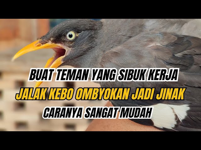 Til bilan mushukni yalash Aldagan xotinning shaxsiy jinsiy aloqa fotosurati