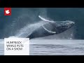 Incredible video show humpback whale breaching near kayakers
