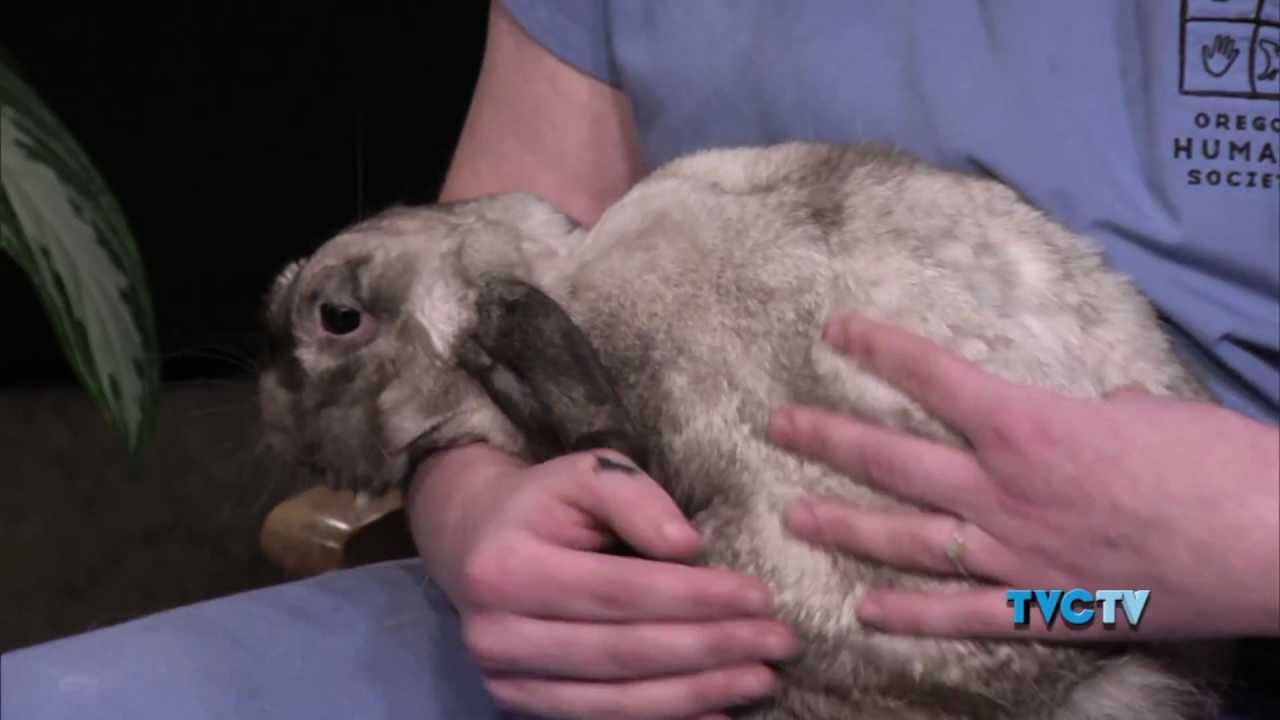 Pet Show 6 - Rabbits A Good Pet For Your Family? - YouTube