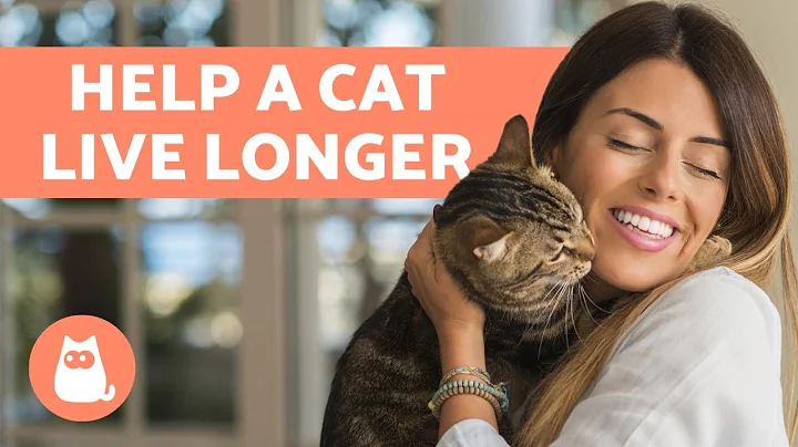 How to make a cat LIVE Longer 🐈 10 Helpful TIPS - DayDayNews