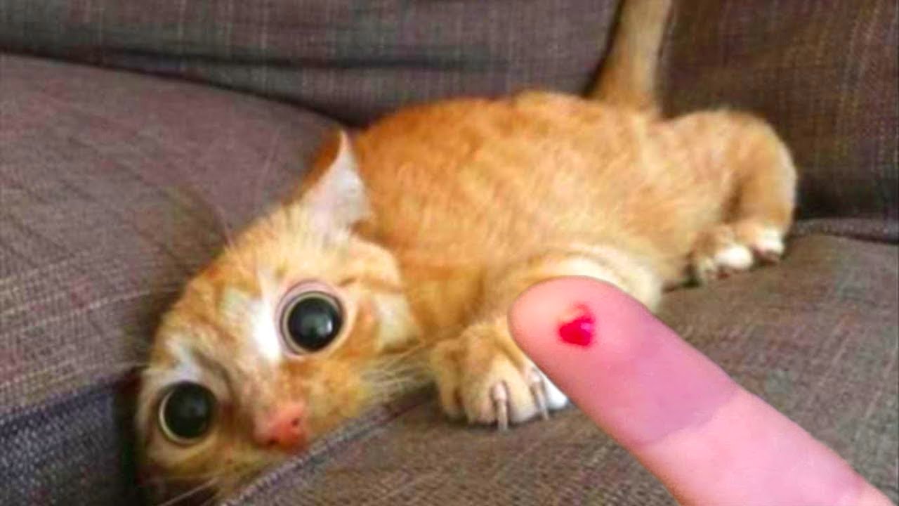 Wanna laugh? Watch these pets, that's all