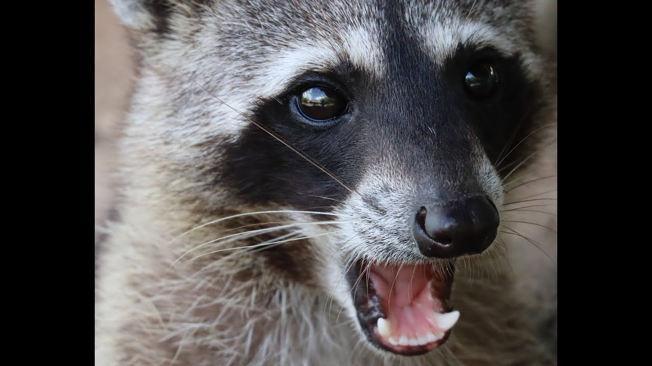 Crabeating raccoon in the La Boquilla mangrove near Cartagena