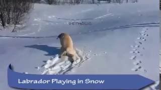 Labrador Playing in Snow by The Burgs 753 views 7 years ago 1 minute, 2 seconds