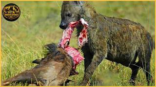 Attaques d’Hyène tachetée les plus redoutables filmées par caméra | Animaux sauvages