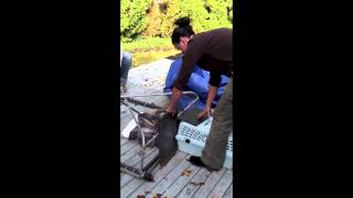 FCAT-Transfering a Feral Cat from Drop Trap to Carrier