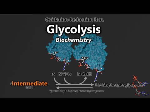 Every Reaction, Enzyme, Substrate, and Product of Glycolysis Animated!