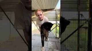 8 week old German shepherds by Guesshaus 138 views 10 months ago 1 minute, 58 seconds