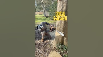 Humboldt Cut with the Stihl MS461