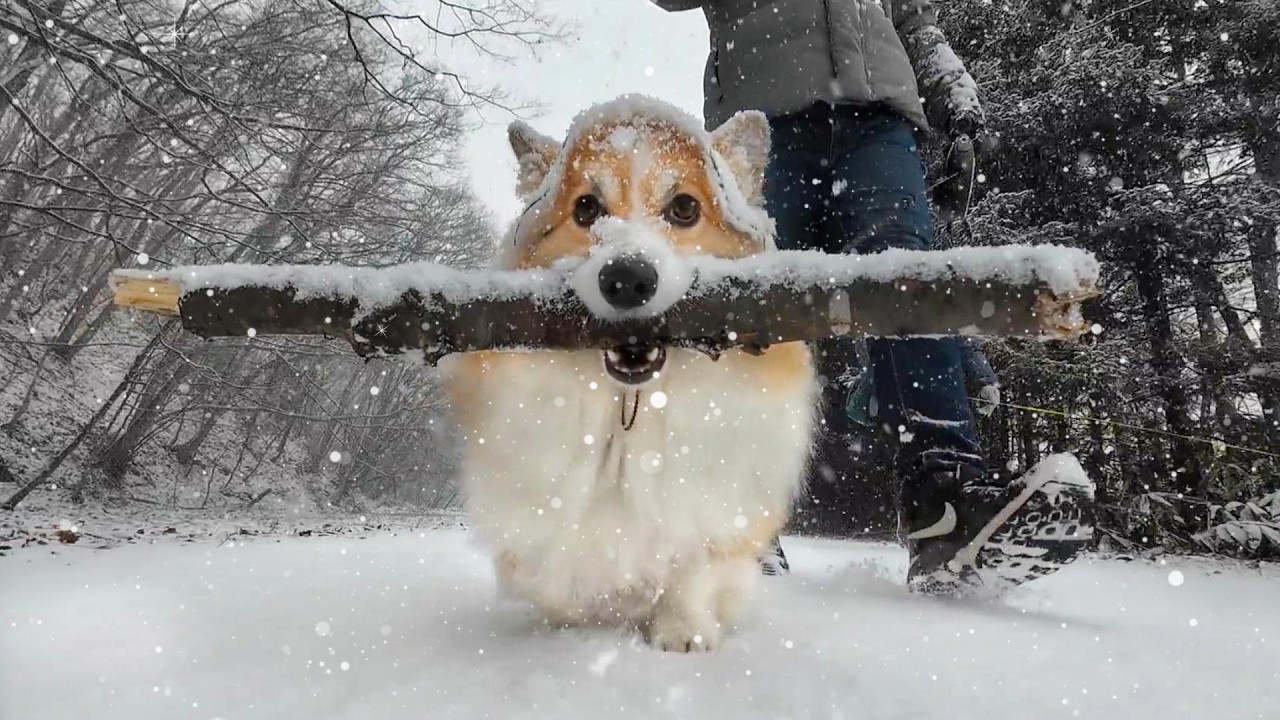 「大雪」にも負けず毎日『木の棒』を運び続けた結果…【一気見総集編】【12月】