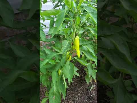 Video: Problemen bij het kweken van bananenpaprika's - wat te doen als bananenpaprika's bruin worden