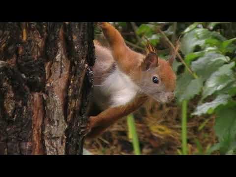 Video: Spiser egern buckeye-nødder?