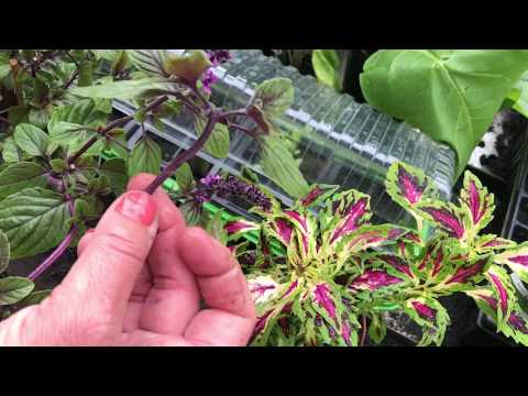 Video: Förökande törnekrona: Växande törnekrona Växtsticklingar eller frön