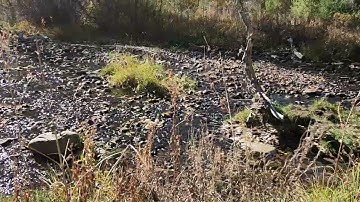South Boulder Creek, Bobolink trail, 10/28/2022