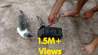 Bagaimana kucing menangkap tikus(dalam gerakan lambat)