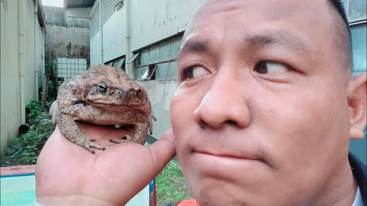 crazy frog,, pero mabait YouTube