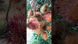 Ant on rambutan fruit #shorts