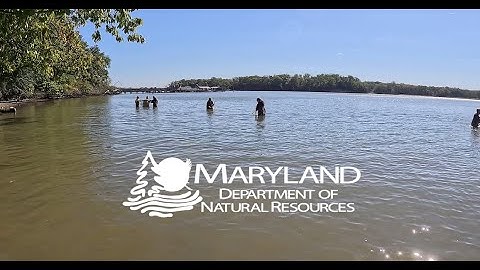 Seining During Science Week 2025 - Maryland Department of Natural Resources