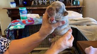 Lilac & tan fluffy carrier frenchies at 9 days  Eyes starting to open