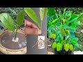 Simple method propagate jackfruit tree with banana and tharmocal, How to grow jackfruit tree cutting