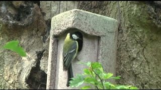 Maak je eigen vogelparadijs