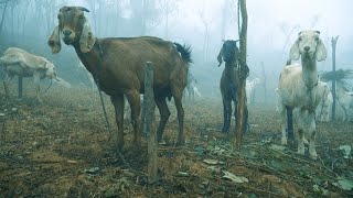 वानेमा बाख्रापालन | Bhumlichok, Gorkha | Goat Farming | Peaceful Village Life