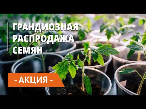Видео: Никога не е късно: купувайте семена онлайн