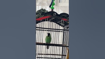 Suara burung kicau
