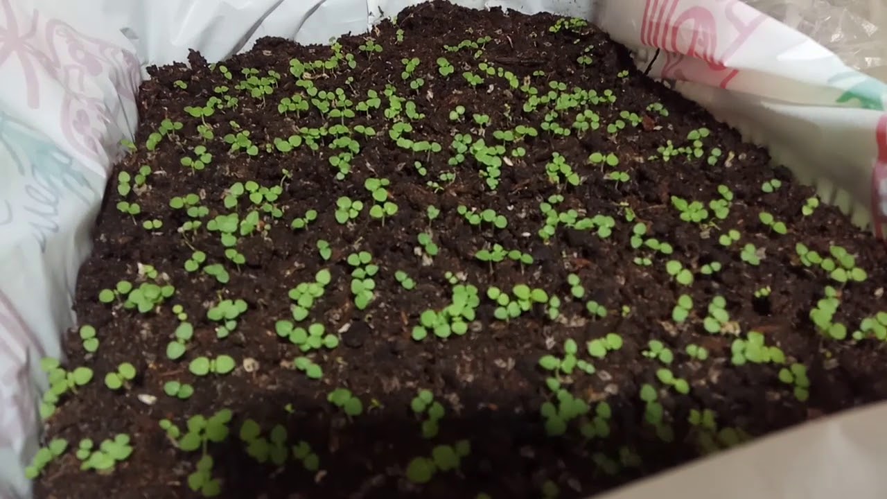 Павловния, из семян. Месяц спустя. ( Paulownia)