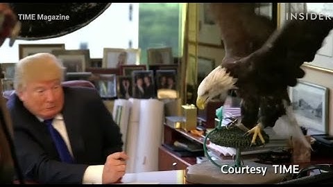 Trump gets attacked by bald eagle