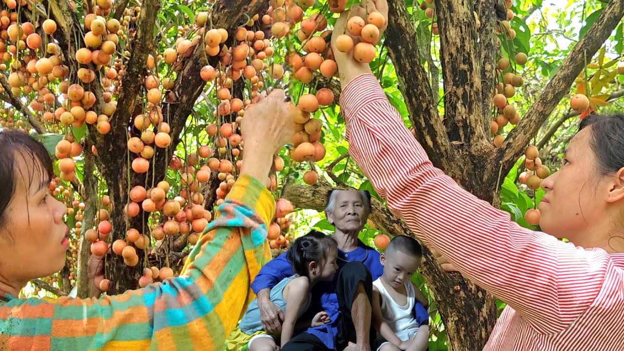 Going to the forest with Thao and Bap to pick wild berries for the market