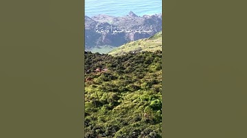 القارئ سعد الغامدي - سورة الرعد - آية ٣١