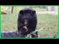 Armstrong Steps Onto Grass 🤗 | Animals Asia