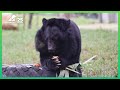 Armstrong Steps Onto Grass 🤗 | Animals Asia