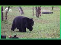 Armstrong Steps Onto Grass 🤗 | Animals Asia