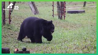 Armstrong Steps Onto Grass 🤗 | Animals Asia